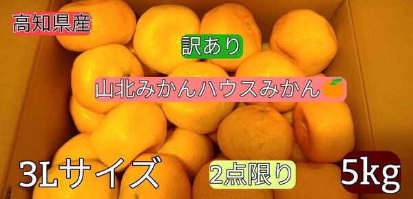 高知県産 山北ハウスみかん 訳あり 5kg 特大3Lサイズ