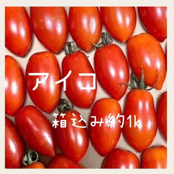 青森県産 ミニトマト アイコ 約1キロ