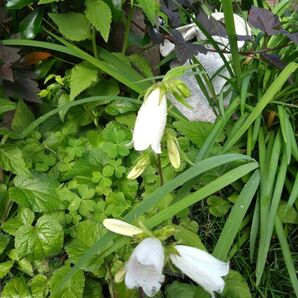 ホタルブクロ苗10本★お花の種★アガベアメリカーナミニ苗