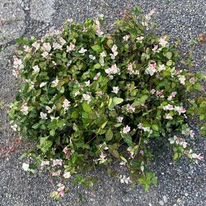 ハツユキカズラ!長さ0.2〜0.35!35ポット