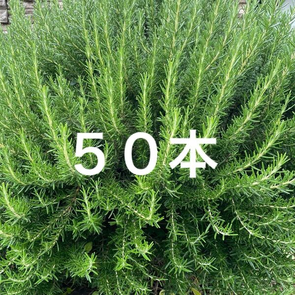 ローズマリー50本
