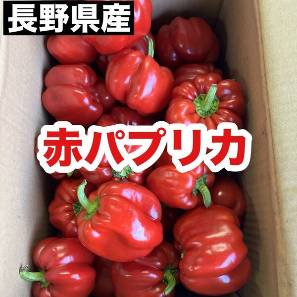 長野県産 赤パプリカ 訳あり品 3㌔ 送料無料