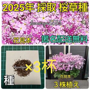お得 3杯 花 桜草 さくら草 さくらそう サクラソウ 種子 種 タネ たね ピンク 春 プランター 寄せ植え 春薪き 秋薪き