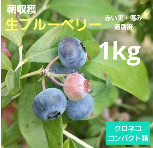 生ブルーベリー1キロ 500g×2個 常温発送 コンパクト箱 甘い 選別済み