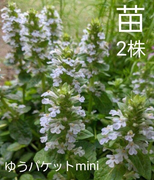 アジュガ 白 2株 宿根草 草花 花苗 多年草 ゆうゆうパケットmini便 グランドカバー