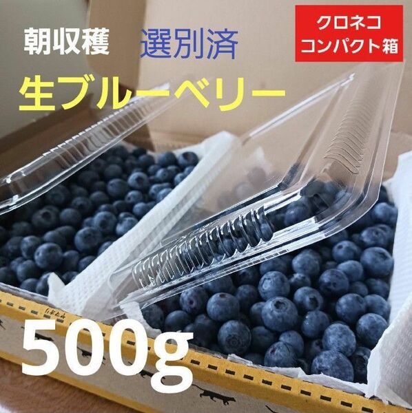 ブルーベリー 完熟 500g 選別済み 250g×2個 常温発送 コンパクト箱