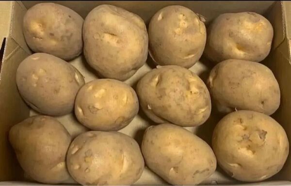 北海道産 じゃがいも 1.4kg