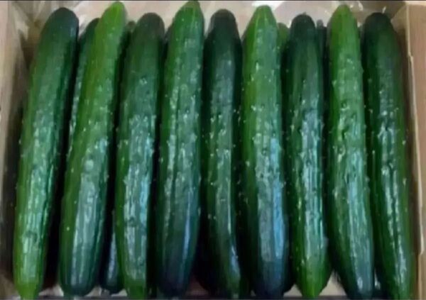千葉県産 胡瓜 1. 5kg