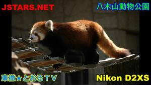 JSTARS.NET★八木山動物公園動物写真集！動物園のかわいい動物たち写真集！【NIKON D2XS】　とおるＴＶ写真集