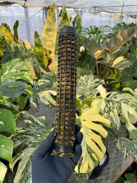水苔ありモスポール 生産プロの秘訣 植物用上り棒 10本まとめ 29cmサイズ