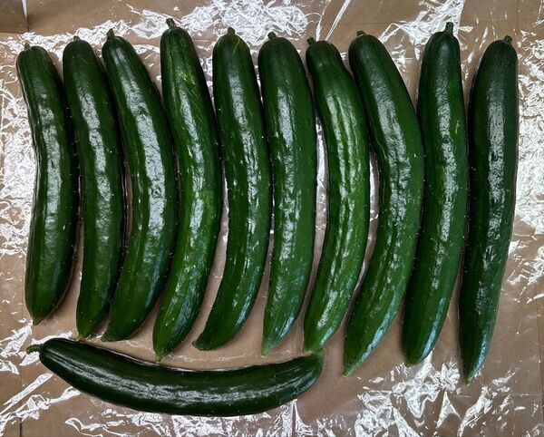 【農薬不使用】きゅうり 11本 露地栽培 新鮮野菜