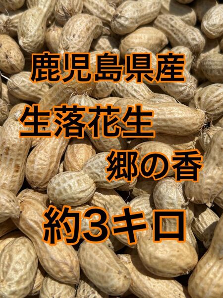鹿児島県産 生落花生 約3キロ