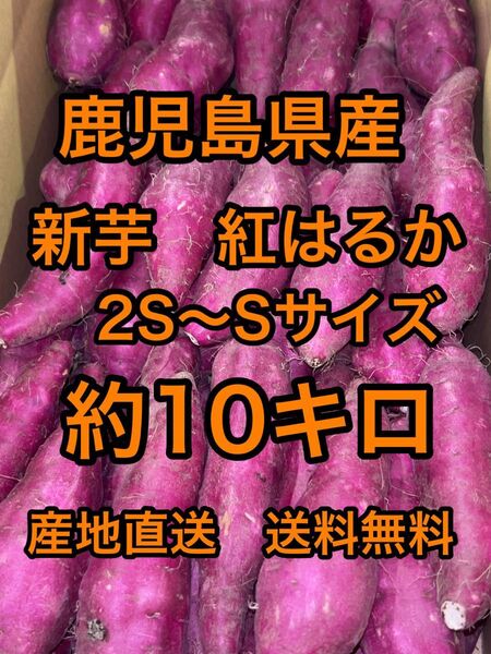 鹿児島県産 新芋 紅はるかA品 箱込10キロ2S〜Sサイズ