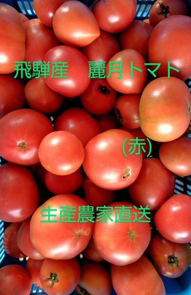 飛騨産 麗月トマト(赤) 生産農家直送