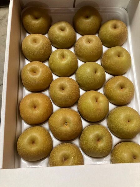 豊水梨 約5kg 箱入り