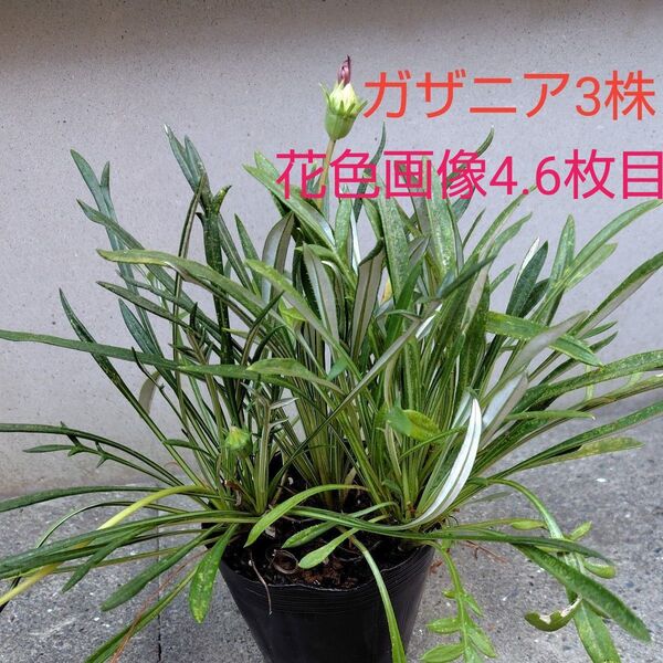 ガザニア ガザニア苗 多年草 花苗 ●耐暑性強い!