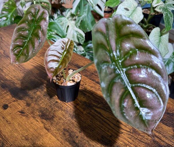 Alocasia cuprea RED SECRET クプレア レッドシークレット アロカシア クワズイモ 観葉植物