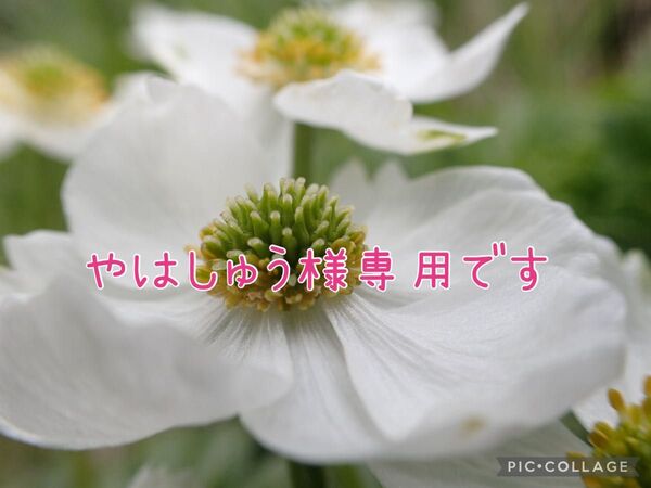 【栽培時農薬不使用】赤紫蘇 ネコポス(250g以上)