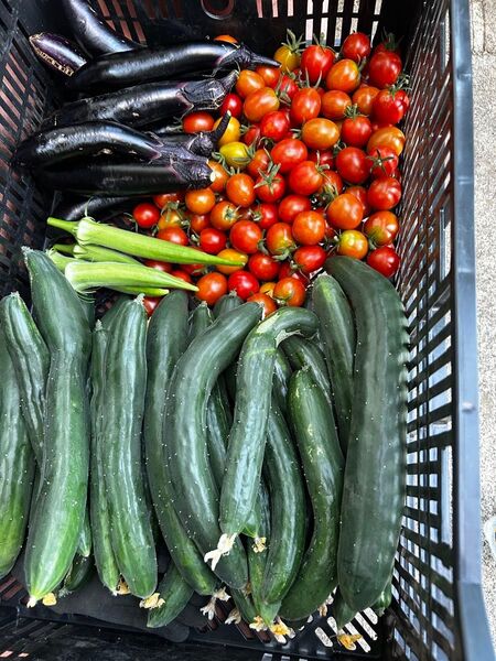 新鮮野菜!!採れたてきゅうり 農家直送 畑で栽培時農薬、化学肥料不使用