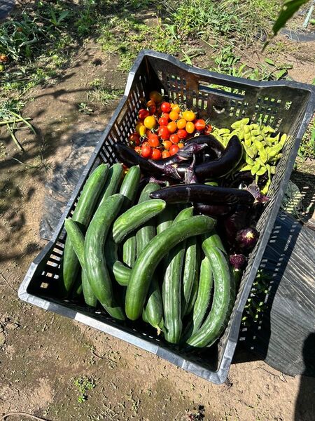 新鮮野菜、旬の野菜詰め合わせ、コンパクト発送