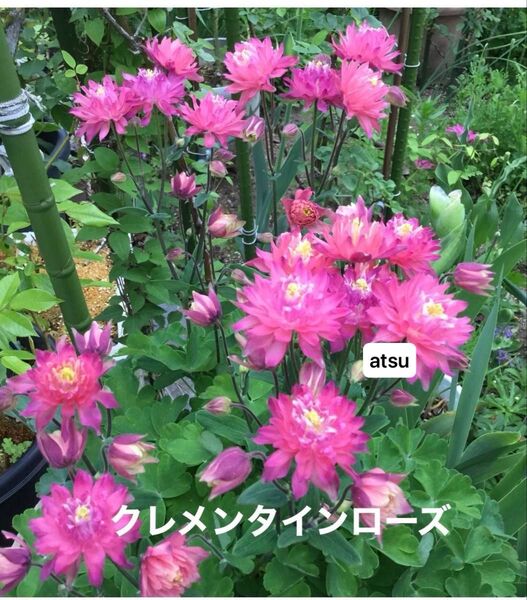西洋オダマキ 花の種 クレメンタインローズ 25粒