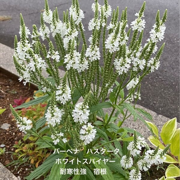 バーベナ ハスタータ ホワイトスパイヤー 花の種 25粒