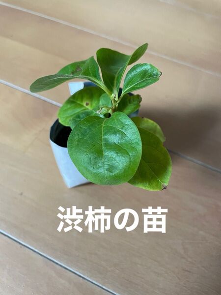 渋柿の苗