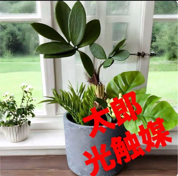 光触媒 人工観葉植物 ウォールグリーン フェイクグリーン トロピカルとモンステラ
