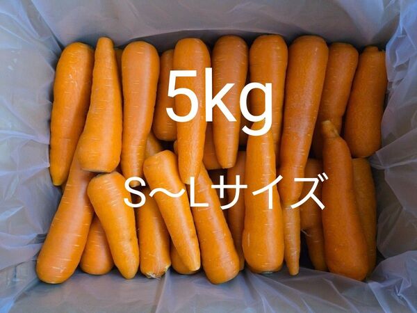 にんじん 5kg わけあり 熊本県産