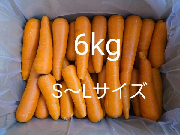 にんじん 6kg わけあり 熊本県産