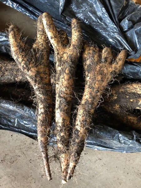 長いも土付き訳あり品 9kg 岩手県八幡平市産