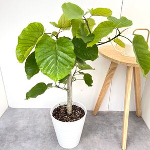 フィカス ウンベラータ 13【現品】観葉植物 室内 大型