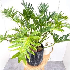フィロデンドロン クッカバラ ジャイアント 陶器鉢【現品】観葉植物 室内