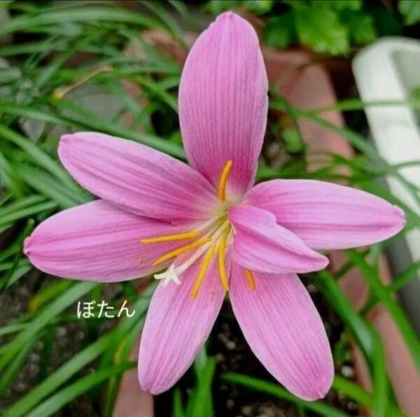 ☆初心者向け☆ゼフィランサス ピンク つぼみ付き5苗(小球2球付き) 画像4~7は現物写真(8月4日) 8月5日4苗開花中