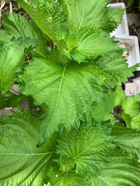 無農薬家庭菜園大葉 ネコポスサイズ 約200g