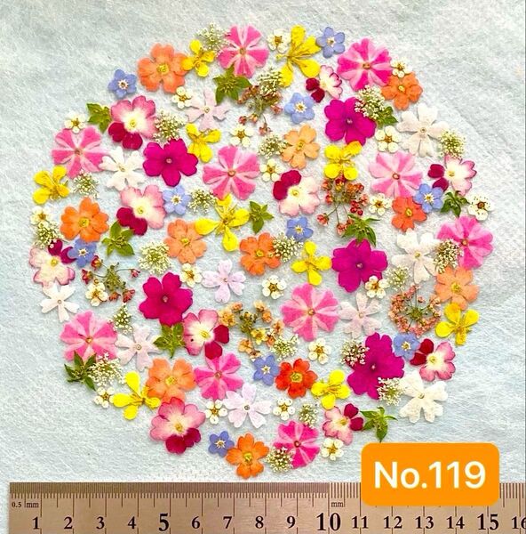 No.119 小花の押し花素材