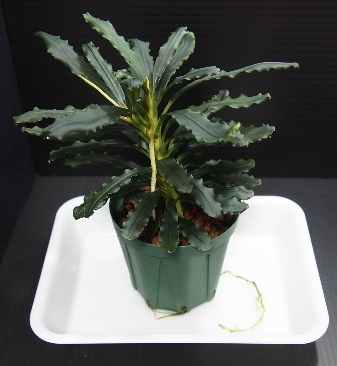 水草 Bucephalandra sp. \"Balai karangan\" Bucephalandra sp. Balai karangan