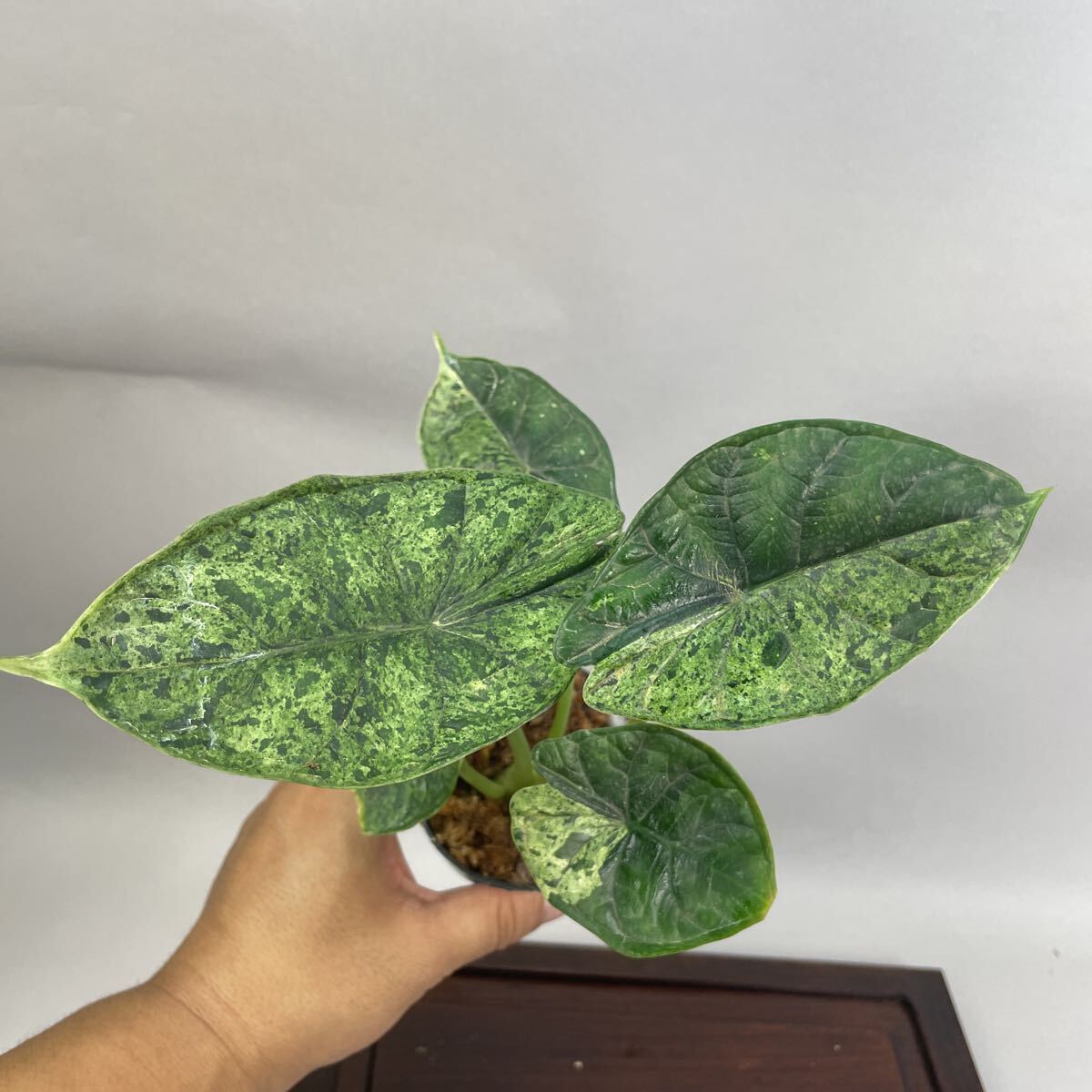 Yahoo!オークション -「アロカシア ドラゴンスケール」(花、園芸