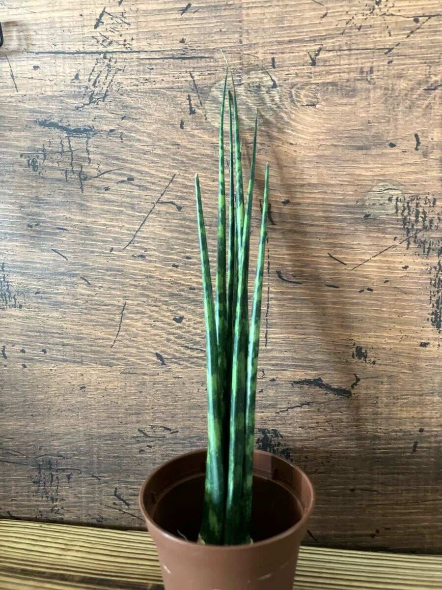 2025年最新】Yahoo!オークション -サンスベリア 観葉植物(花