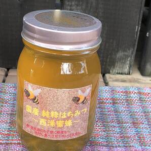 神奈川県産 国産 純粋 はちみつ 西洋みつばち 百花はちみつ 590g 1本 大瓶 採れたて 非加熱 新鮮 生はちみつ 2025年6月8日採蜜 新物