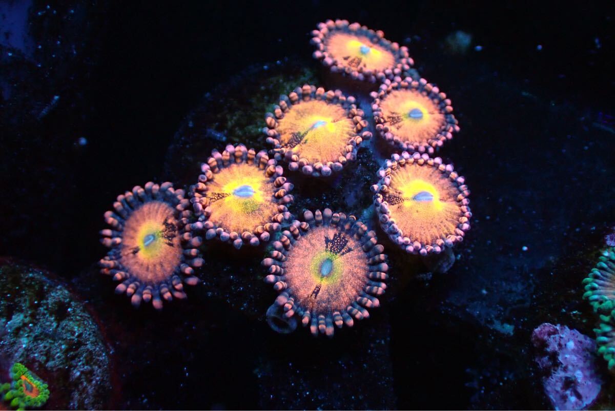 miyuu 様　✴︎マメスナ2　✴︎スターポリプ　✴︎ナグラカタトサカ サンゴ,ソフトコーラル,マメスナギンチャク | Aquarium TALLMAN