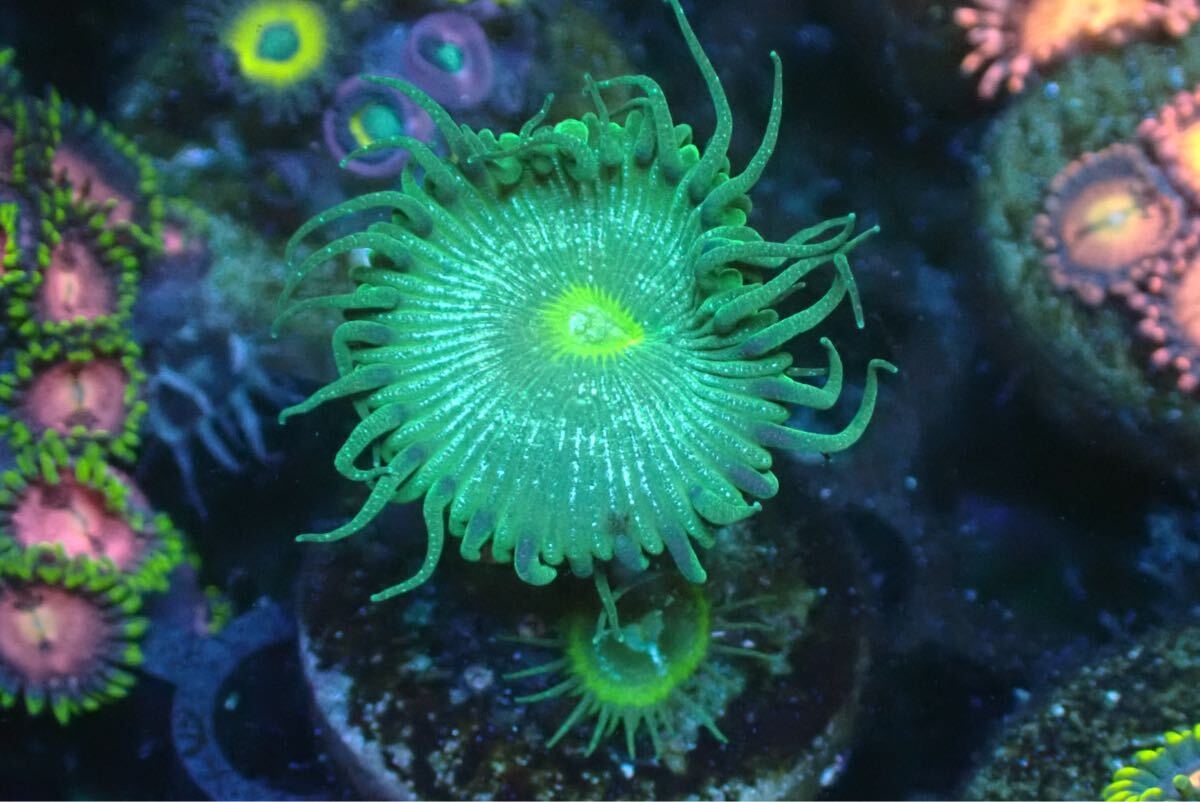 miyuu 様　✴︎マメスナ2　✴︎スターポリプ　✴︎ナグラカタトサカ サンゴ,ソフトコーラル,マメスナギンチャク | CENTRAL CORAL