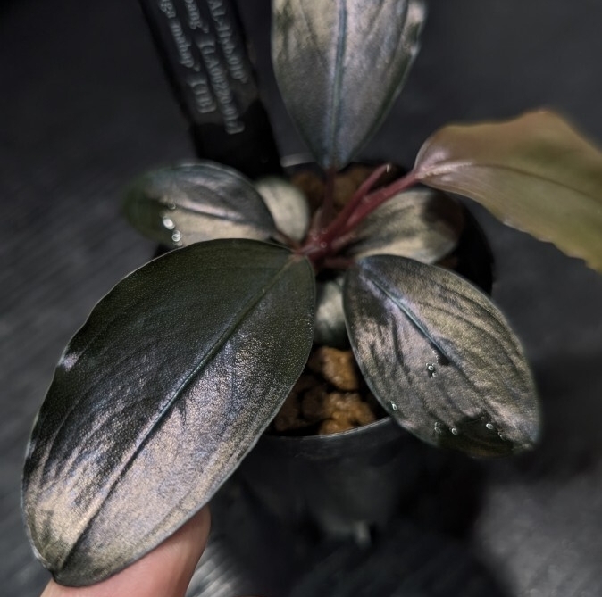 【実生ブセ】Bucephalandra cv.\"AL-hyb.004\" Yahoo!オークション - 【実生ブセ】Bucephalandra cv.AL-Hyb.004