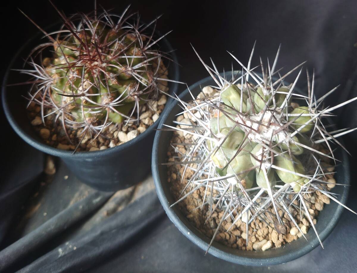 2025年最新】コピアポア(Copiapoa)の商品一覧 - Yahoo!オークション