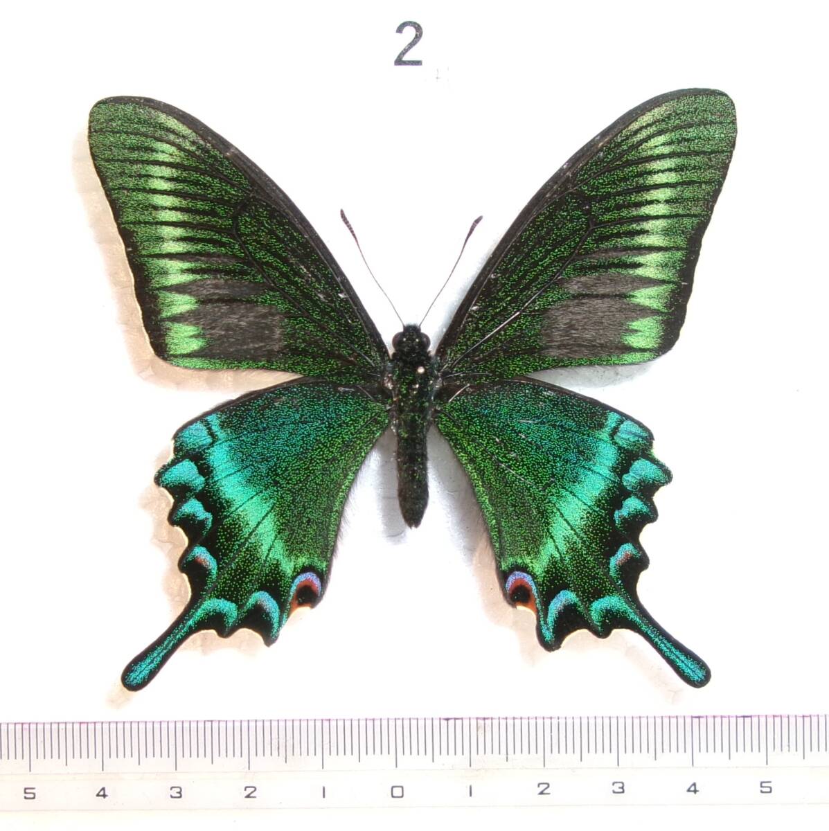 ミランダキシタアゲハ♀標本 カリマンタン産 152mm詳細ラベル付大型美麗標本 ミランダキシタアゲハ♂ 標本 122mm☆カリマンタン産☆美麗