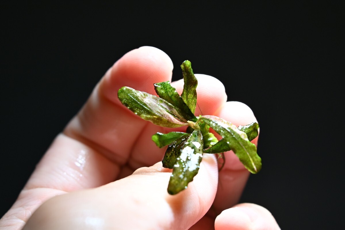 ブセファランドラ　バリエガータ　パウダー　2株 Yahoo!オークション -「バリエガータ」(その他) (水草)の落札