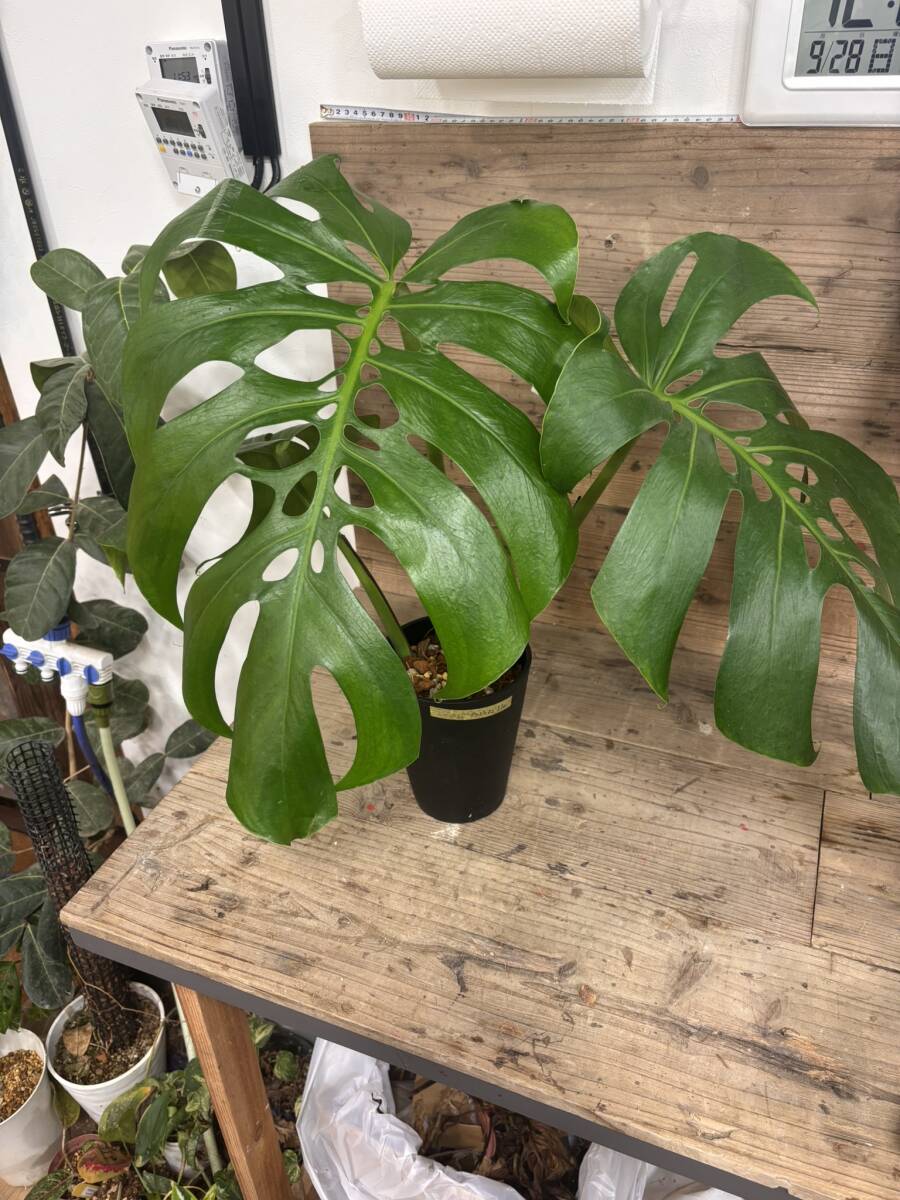 ＊モンステラ＊プラチナム＊ モンステラ プラチナム 「Monstera deliciosa var platinum」54