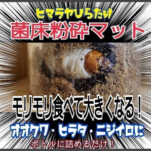 クワガタ幼虫専用 ヒマラヤひらたけ菌床マット ボトルやカップに詰めるだけ!菌糸の甘い香り オオクワ、ヒラタ、ニジイロ、ノコギリに!
