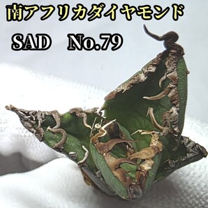 極上株 SAD 南アフリカダイヤモンド No.79 強棘子株 白い鋸歯の幅が大きく肉厚で厚みのある葉が特徴的! 貴重で入手困難!