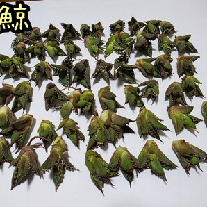 アガベ チタノタ 白鯨 不動の人気No.1 白く長いイカつい棘 特徴はやはり白く長いイカつい棘、そして厚みのある葉です! 優良血統